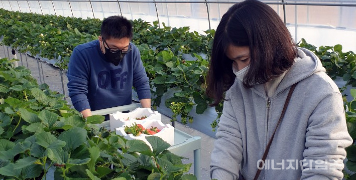 산돌-팜에서 발달장애인이 특대품 딸기를 수확하고 있다.